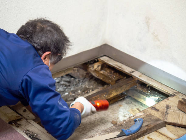 Best Mold Remediation for Specific Building Types in Springfield, FL