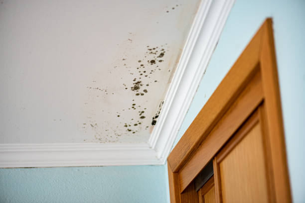 Professional Mold Remediation in Springfield, FL