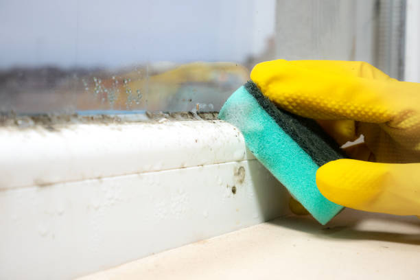 Best Kitchen Mold Remediation in Springfield, FL