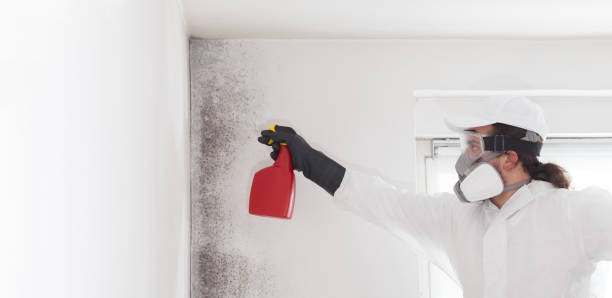 Best Basement Mold Remediation in Springfield, FL