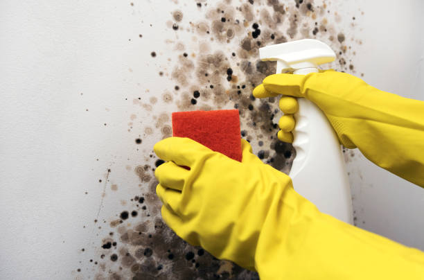 Best White Mold Remediation in Springfield, FL