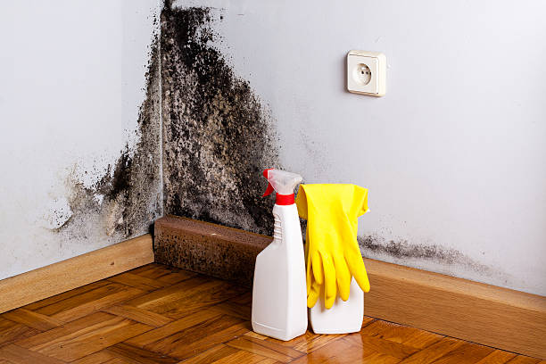 Best DIY Mold Remediation Support Services in Springfield, FL